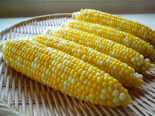 corn.jpg