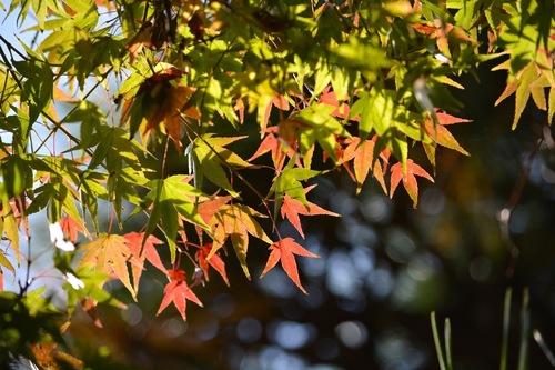 momiji2015.jpg