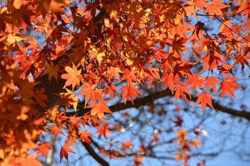 momiji2015b.jpg