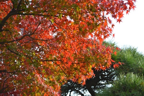 momiji20161118.jpg