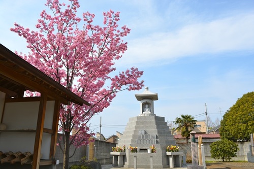 sakura-amida.jpg